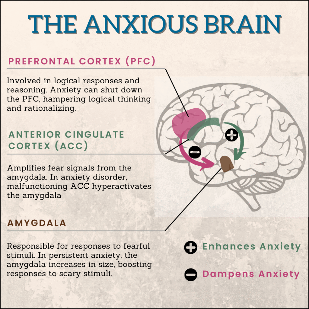 When the Body Hijacks the Brain: Understanding Anxiety, the Limbic System, and How to Take Back Control 1 how does brain affect anxiety