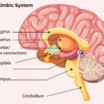 Limbic System
