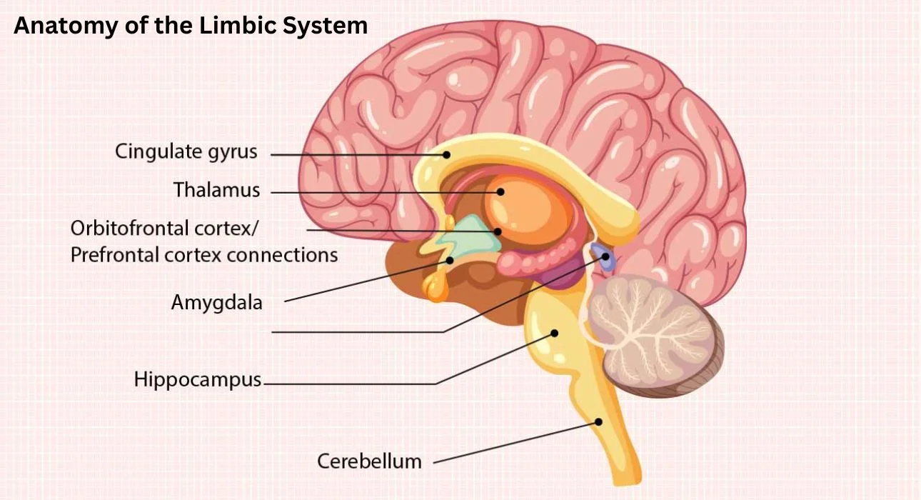 Limbic System